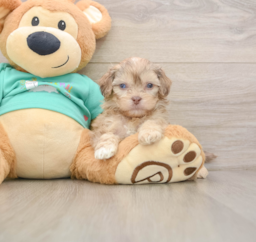 8 week old Shih Poo Puppy For Sale - Lone Star Pups
