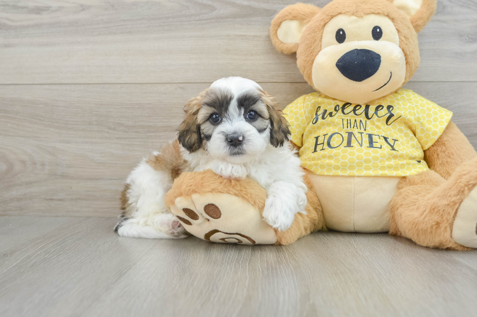 Shih Poo Puppy for Adoption