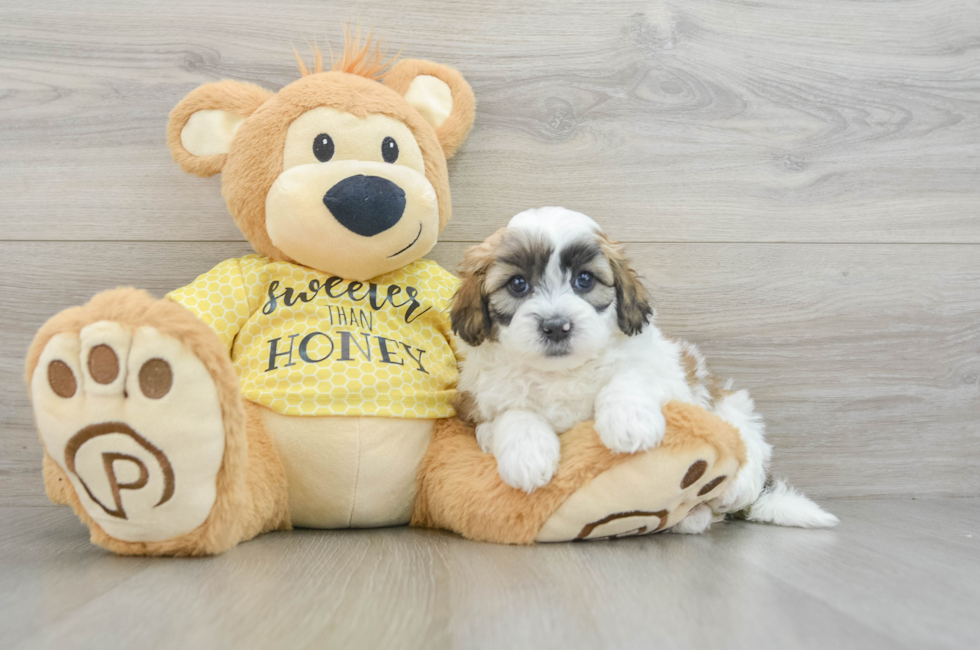 5 week old Shih Poo Puppy For Sale - Lone Star Pups