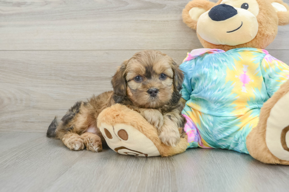 6 week old Shih Poo Puppy For Sale - Lone Star Pups