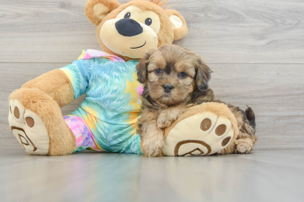 Adorable Shihpoo Poodle Mix Puppy