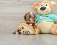 7 week old Shih Poo Puppy For Sale - Lone Star Pups