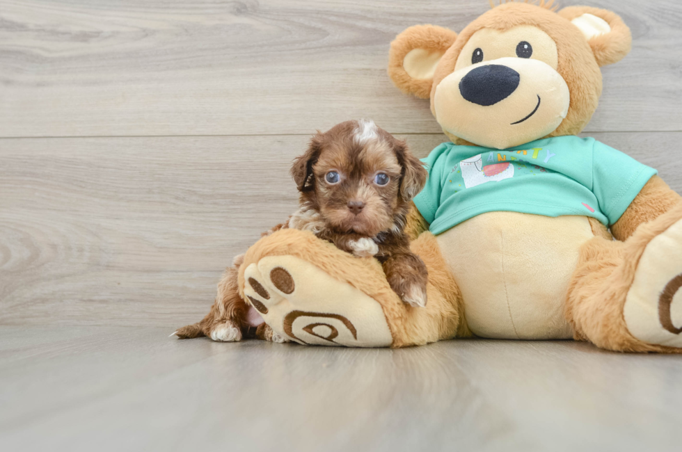5 week old Shih Poo Puppy For Sale - Lone Star Pups