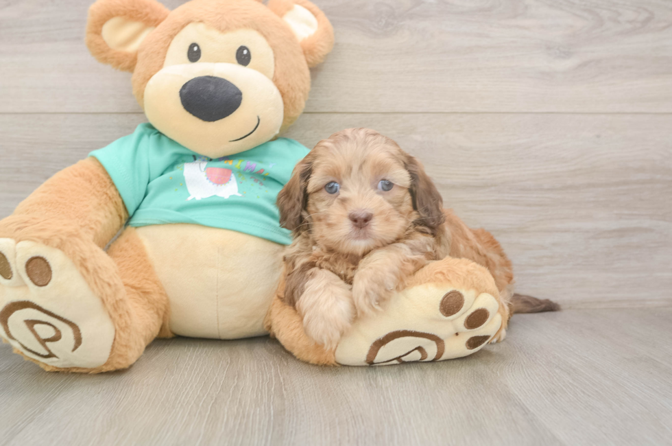 5 week old Shih Poo Puppy For Sale - Lone Star Pups