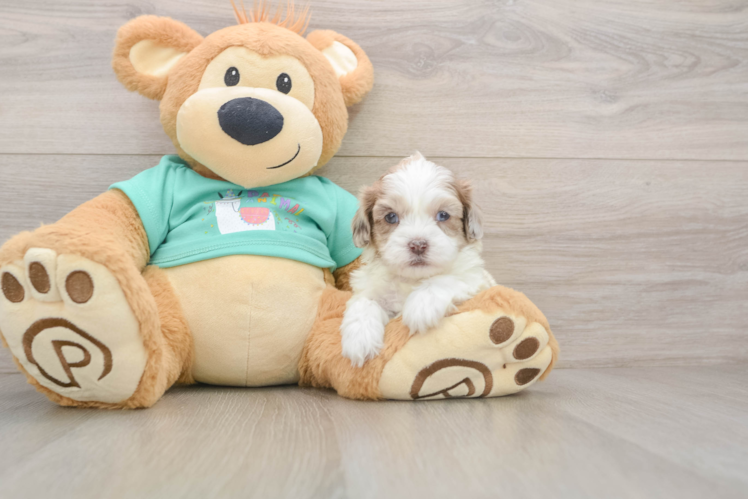 Adorable Shihpoo Poodle Mix Puppy