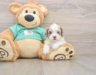 7 week old Shih Poo Puppy For Sale - Lone Star Pups