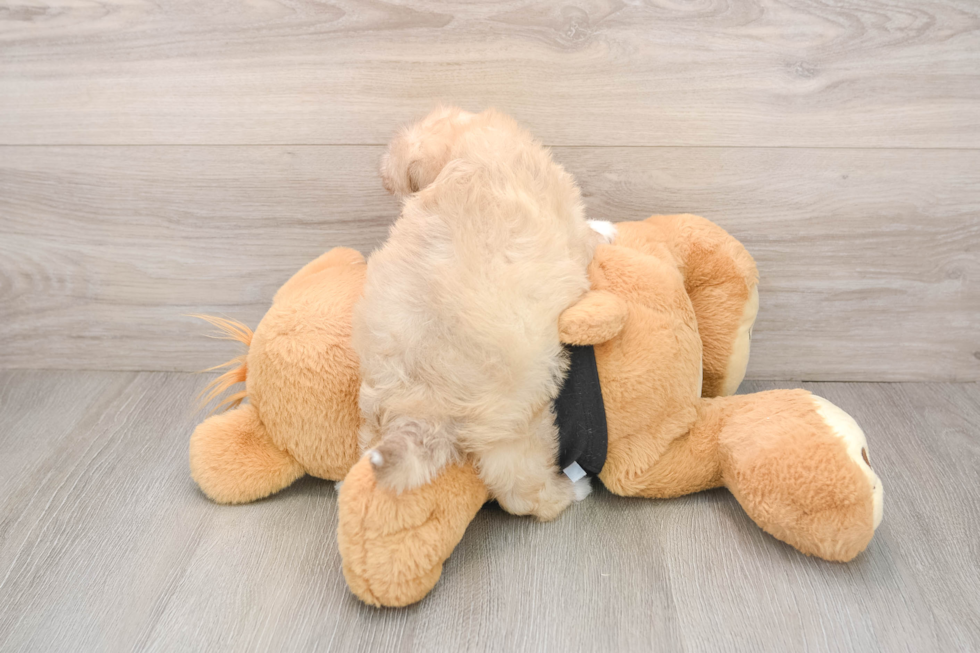 Energetic Shihpoo Poodle Mix Puppy