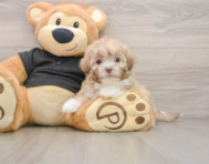 8 week old Shih Poo Puppy For Sale - Lone Star Pups