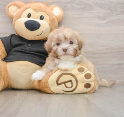 8 week old Shih Poo Puppy For Sale - Lone Star Pups