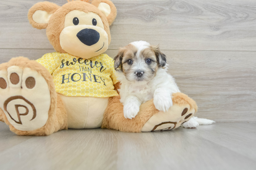 5 week old Shih Poo Puppy For Sale - Lone Star Pups