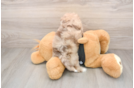 Shih Poo Puppy for Adoption