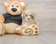8 week old Shih Poo Puppy For Sale - Lone Star Pups