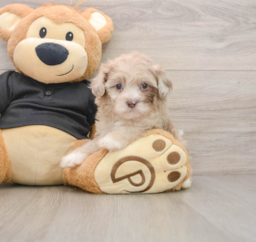 8 week old Shih Poo Puppy For Sale - Lone Star Pups