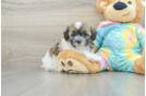 Best Shih Poo Baby