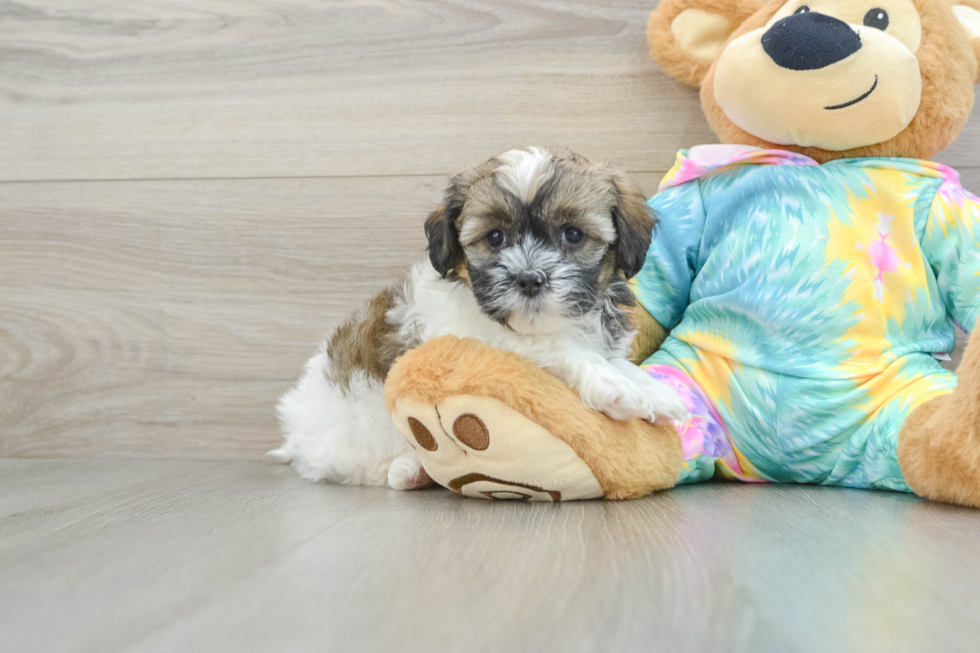 Best Shih Poo Baby