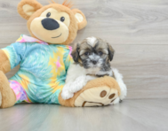 8 week old Shih Poo Puppy For Sale - Lone Star Pups