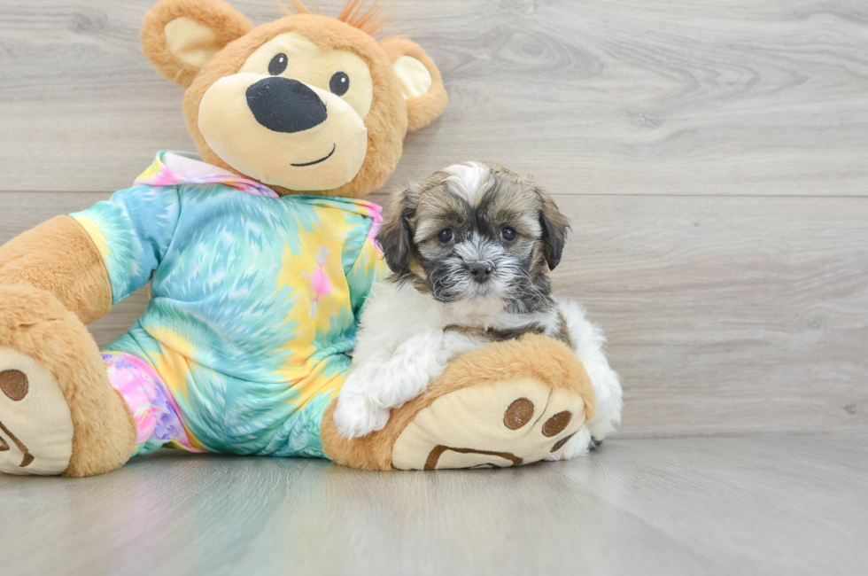 6 week old Shih Poo Puppy For Sale - Lone Star Pups