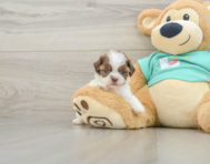 8 week old Shih Poo Puppy For Sale - Lone Star Pups