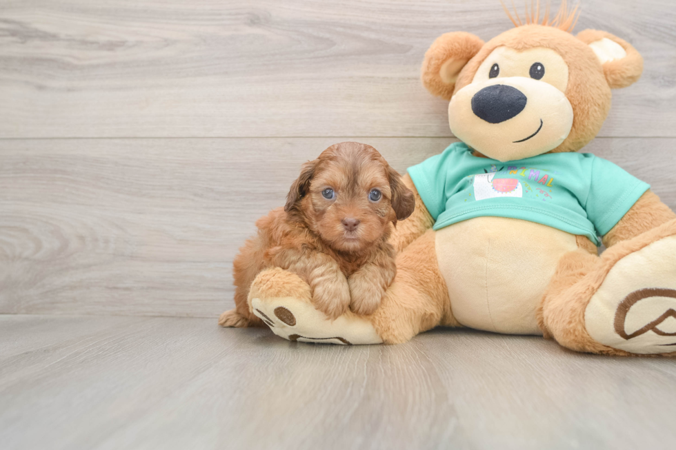 Energetic Shihpoo Poodle Mix Puppy