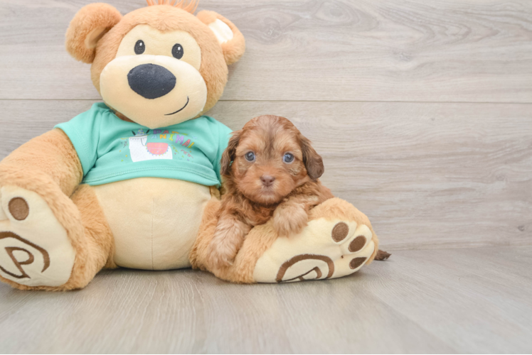 Friendly Shih Poo Baby