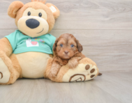 7 week old Shih Poo Puppy For Sale - Lone Star Pups