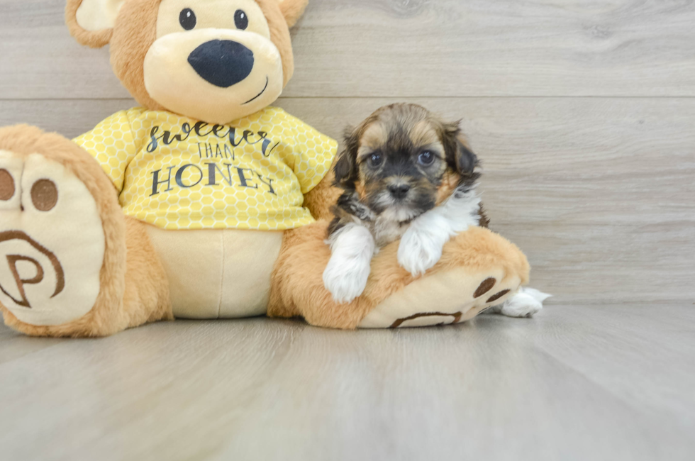 5 week old Shih Poo Puppy For Sale - Lone Star Pups