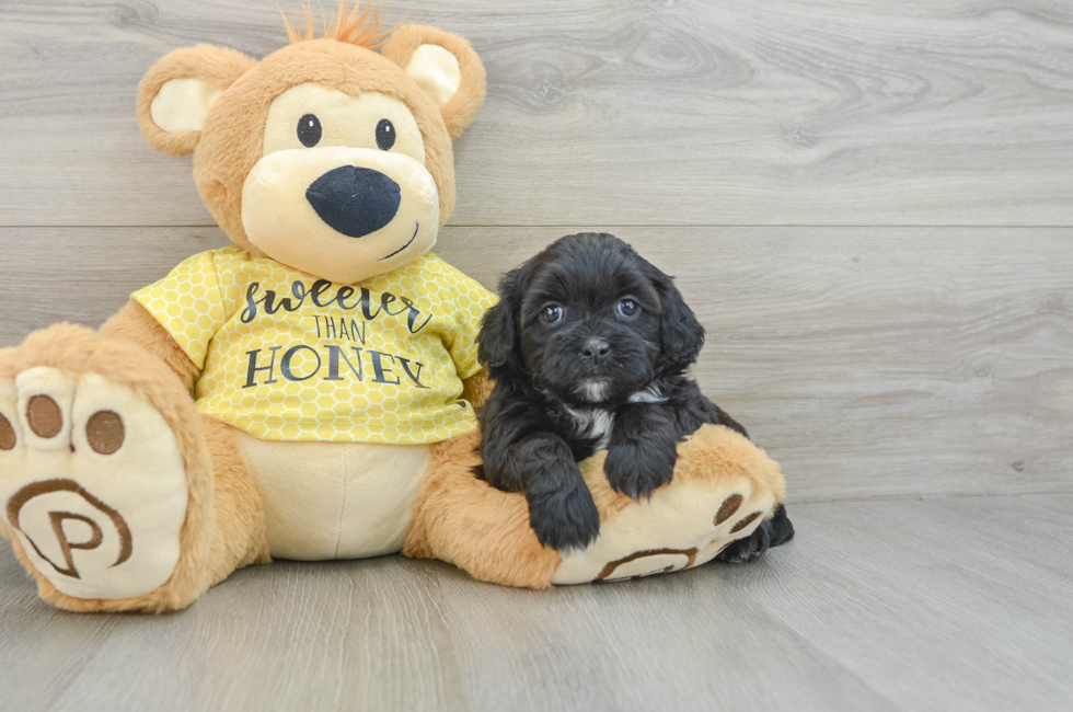 5 week old Shih Poo Puppy For Sale - Lone Star Pups