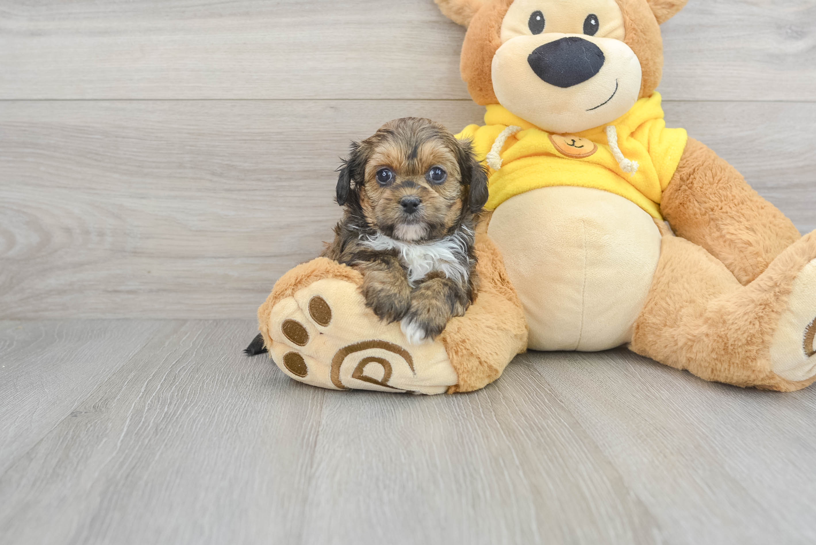 Shih Poo Puppy for Adoption