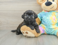 5 week old Shih Poo Puppy For Sale - Lone Star Pups