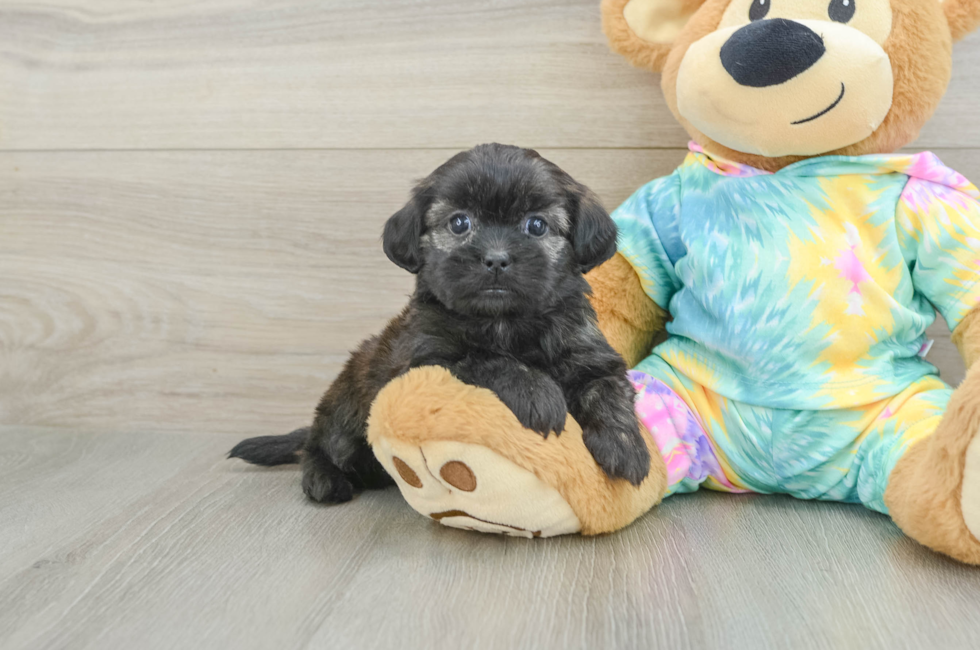 5 week old Shih Poo Puppy For Sale - Lone Star Pups