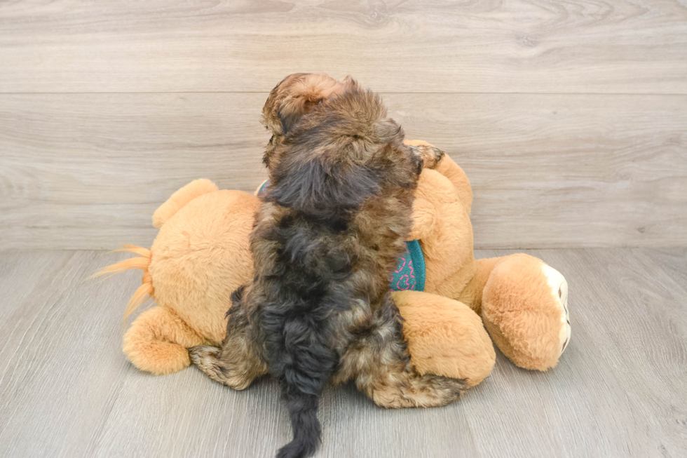 Cute Shih Poo Baby