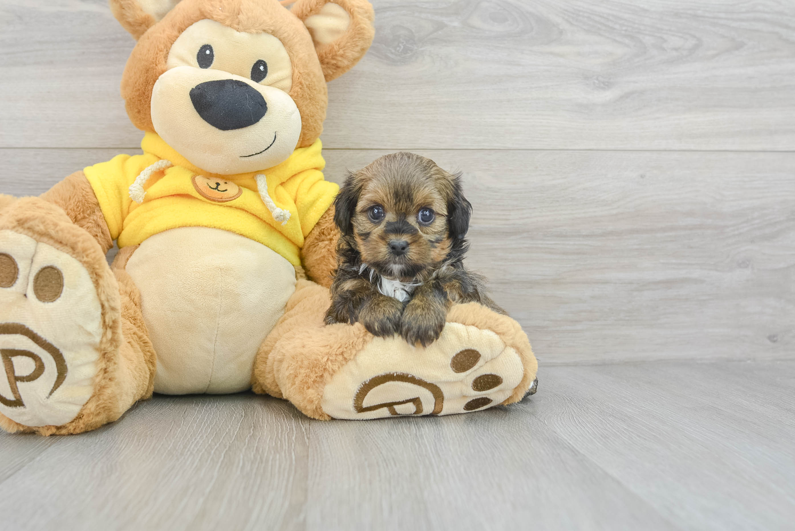 Shih Poo Pup Being Cute