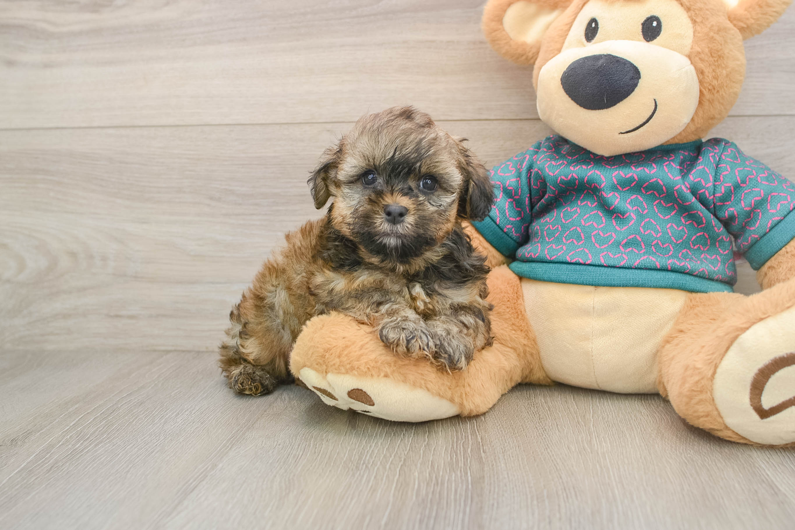 Best Shih Poo Baby