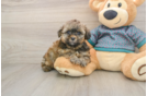Best Shih Poo Baby