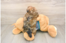 Shih Poo Puppy for Adoption