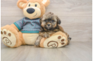 Best Shih Poo Baby