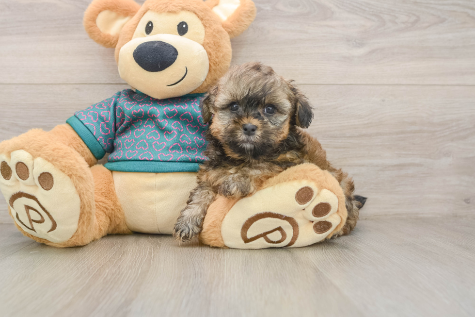 Best Shih Poo Baby