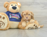 5 week old Shih Poo Puppy For Sale - Lone Star Pups