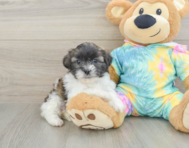 6 week old Shih Poo Puppy For Sale - Lone Star Pups