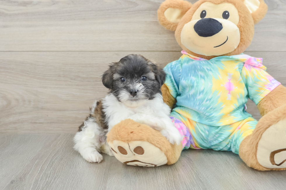 5 week old Shih Poo Puppy For Sale - Lone Star Pups