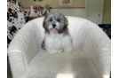 Cute Shih Poo Poodle Mix Pup