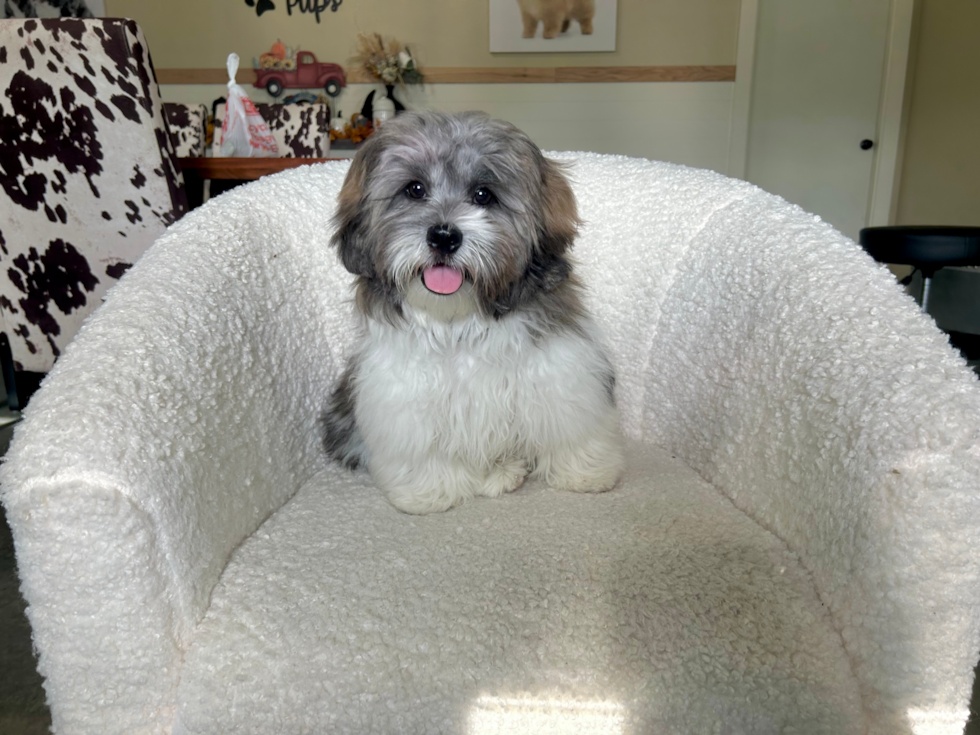 Cute Shih Poo Poodle Mix Pup