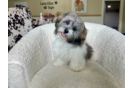 Best Shih Poo Baby