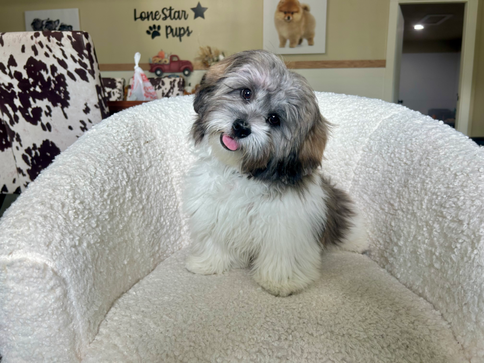 Best Shih Poo Baby