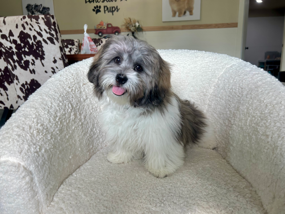 Cute Shih Poo Poodle Mix Pup