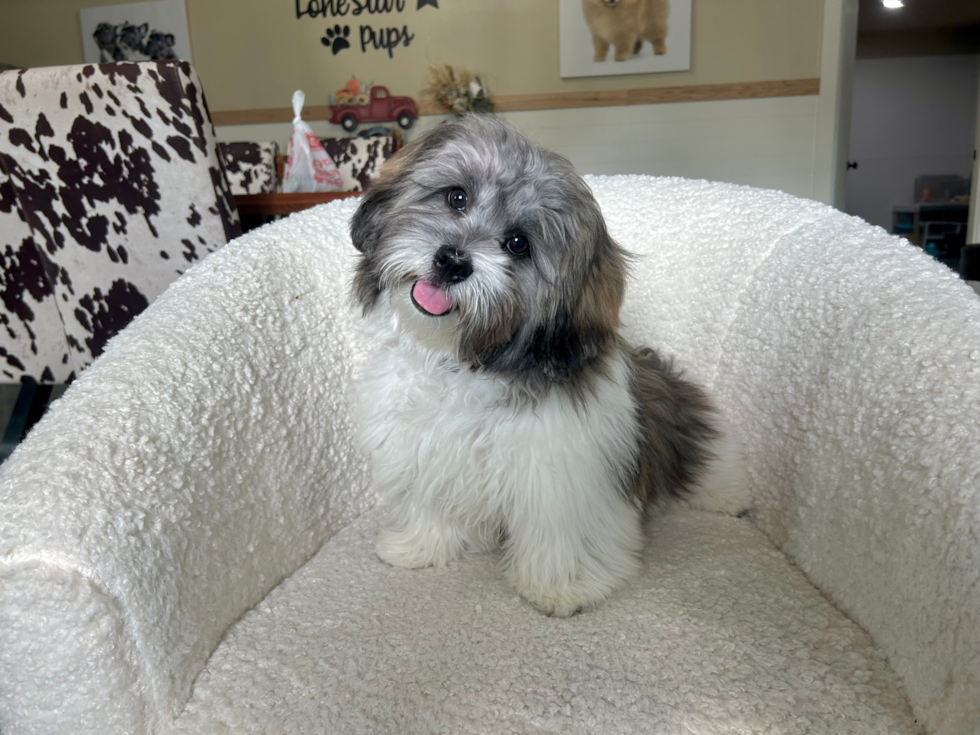 Best Shih Poo Baby