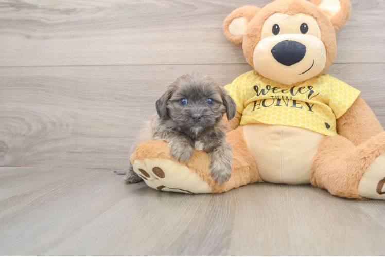 Playful Shihpoo Poodle Mix Puppy