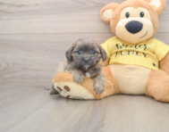 7 week old Shih Poo Puppy For Sale - Lone Star Pups