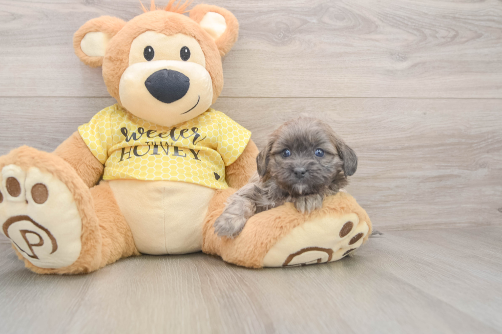 Best Shih Poo Baby