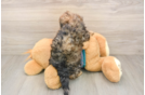 Energetic Shih Poo Poodle Mix Puppy